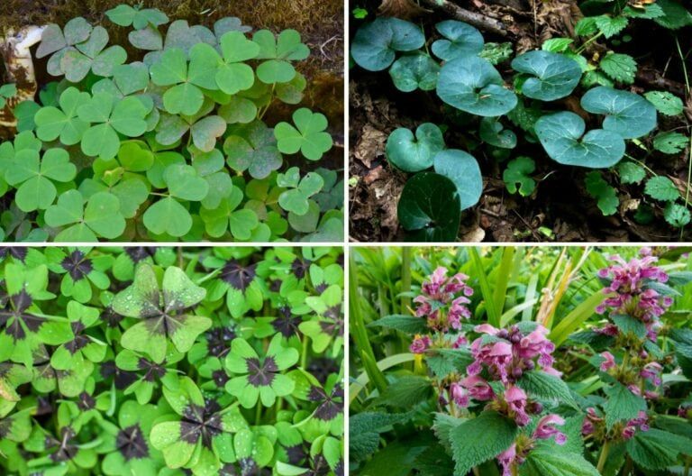 9 Heartfelt Weeds with Heart-Shaped Leaves that Beat to Their Own Rhythm