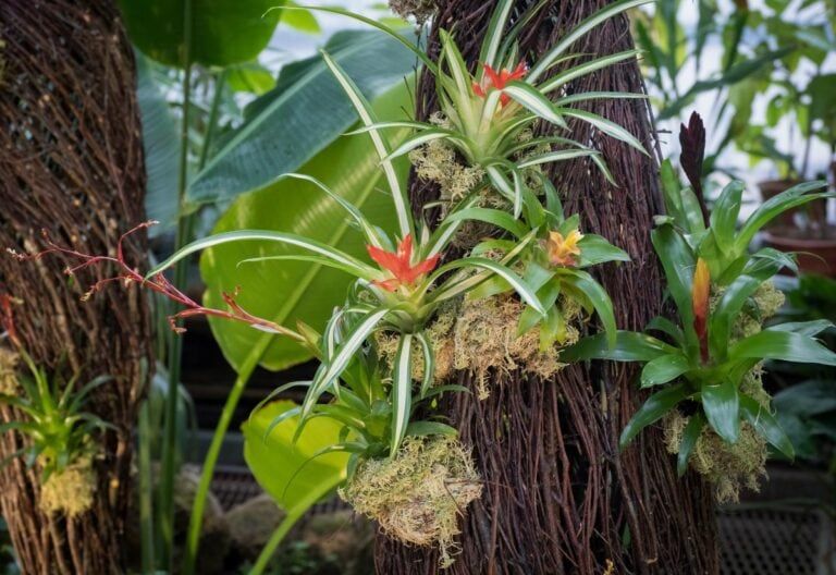 14 Epiphytic Plants That Grow Over The Branches Of Trees