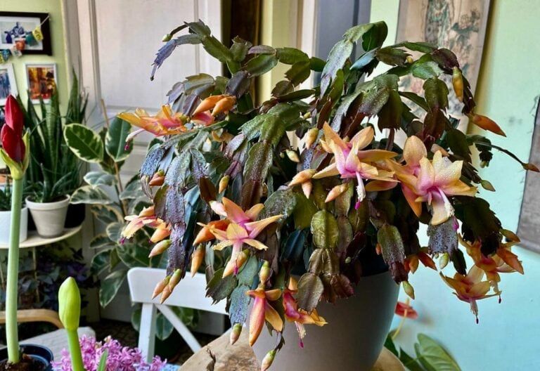 11 Secrets for Getting Your Christmas Cactus to Bloom Beautifully Long After the Holidays