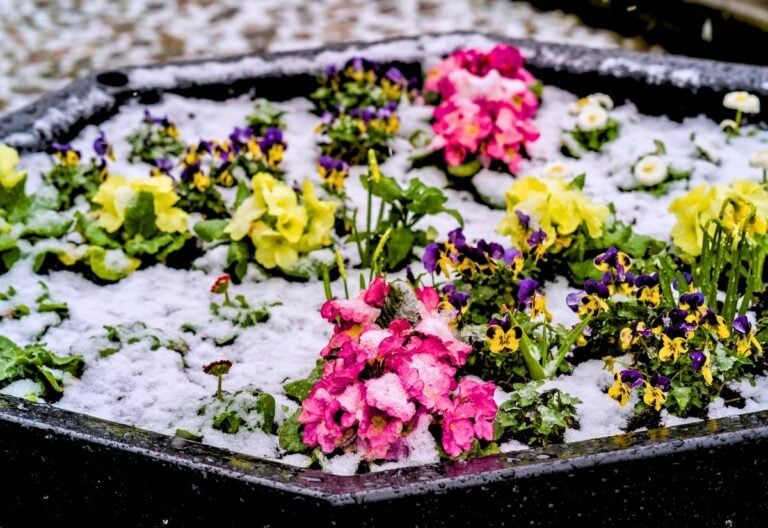 18 Amazing Winter-Blooming Plants to Add a Splash of Warmth to Snowy Gardens